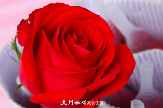 卡羅拉是玫瑰還是月季？(圖2)