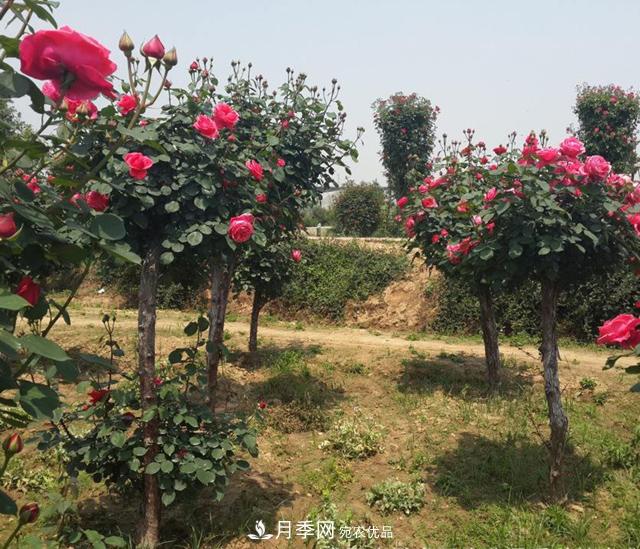 南陽(yáng)樹(shù)狀月季怎樣移植易成活？(圖2)