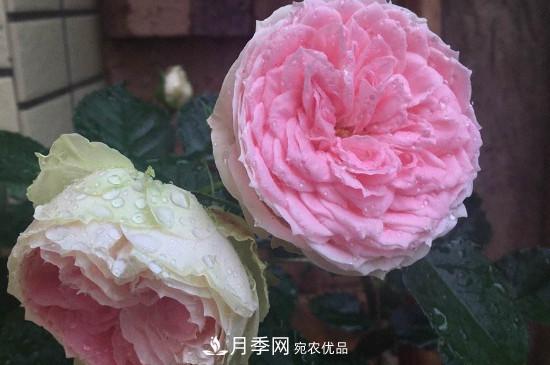 絨球門(mén)廊微型月季養護注意事項(圖2)
