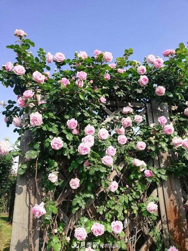 上海辰山植物園月季花海，五一迎來(lái)***佳觀(guān)賞期(圖1)