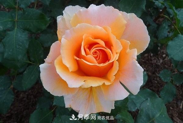 上海辰山植物園月季花海，五一迎來(lái)***佳觀(guān)賞期(圖5)