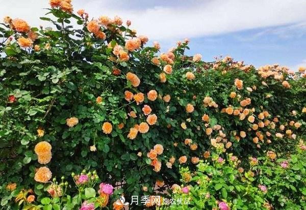 上海辰山植物園月季花海，五一迎來(lái)***佳觀(guān)賞期(圖4)