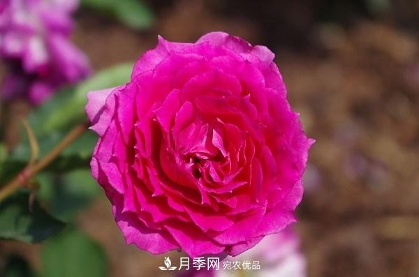 上海辰山植物園月季花海，五一迎來(lái)***佳觀(guān)賞期(圖6)