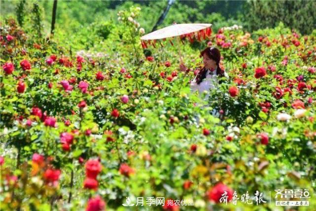 山東淄博沂源60畝月季花競放，美麗產(chǎn)業(yè)助推特色鄉村旅游(圖3)