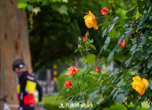 冉冉初夏，河北秦皇島十余處月季花海等你邂逅！(圖4)