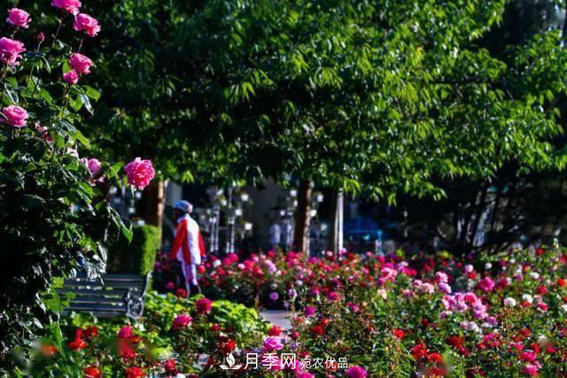冉冉初夏，河北秦皇島十余處月季花海等你邂逅！(圖2)