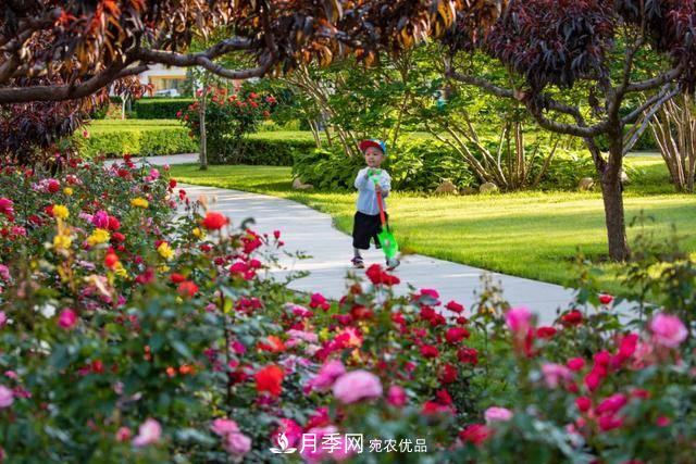 冉冉初夏，河北秦皇島十余處月季花海等你邂逅！(圖1)