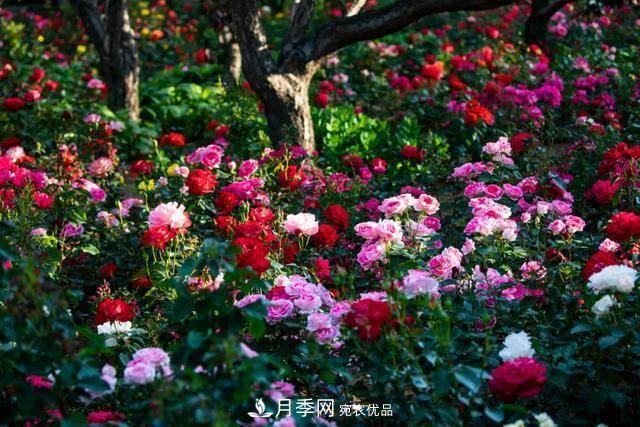 冉冉初夏，河北秦皇島十余處月季花海等你邂逅！(圖3)