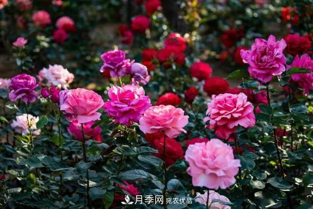 冉冉初夏，河北秦皇島十余處月季花海等你邂逅！(圖6)