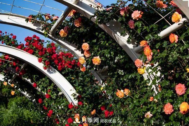 冉冉初夏，河北秦皇島十余處月季花海等你邂逅！(圖5)
