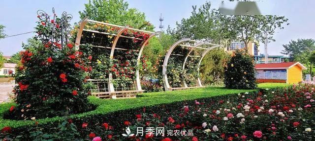 冉冉初夏，河北秦皇島十余處月季花海等你邂逅！(圖8)