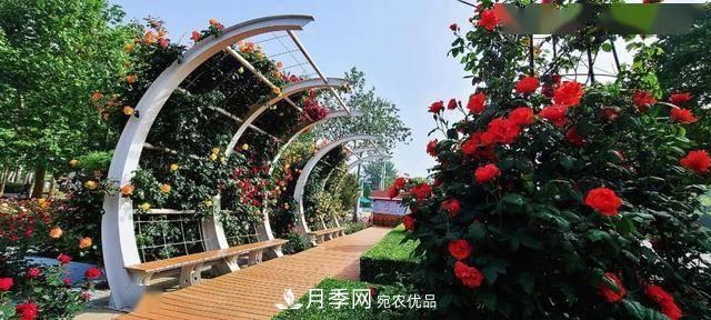 冉冉初夏，河北秦皇島十余處月季花海等你邂逅！(圖7)
