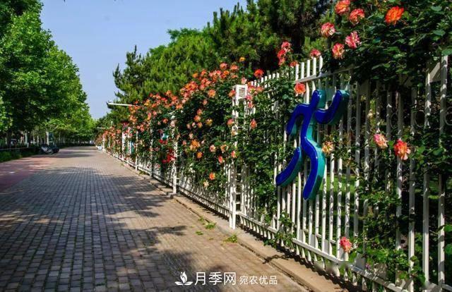 冉冉初夏，河北秦皇島十余處月季花海等你邂逅！(圖11)