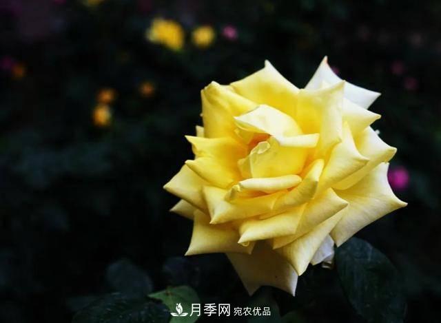 冉冉初夏，河北秦皇島十余處月季花海等你邂逅！(圖14)