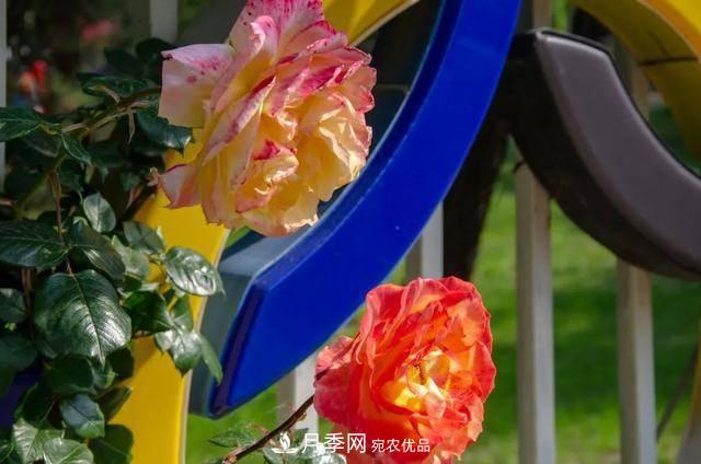 冉冉初夏，河北秦皇島十余處月季花海等你邂逅！(圖13)