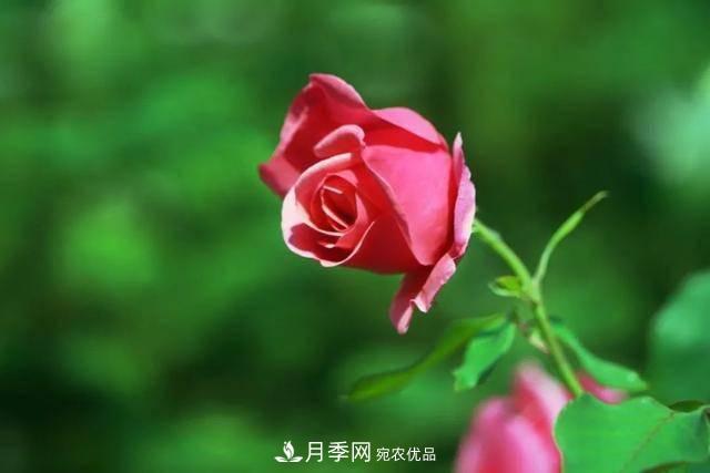 冉冉初夏，河北秦皇島十余處月季花海等你邂逅！(圖15)