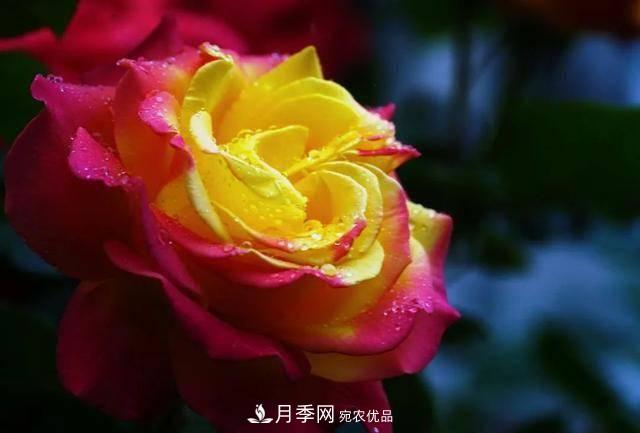 冉冉初夏，河北秦皇島十余處月季花海等你邂逅！(圖16)