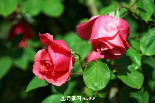 冉冉初夏，河北秦皇島十余處月季花海等你邂逅！(圖17)