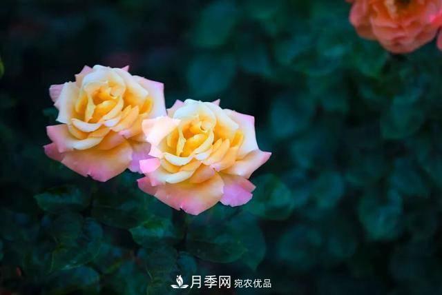 冉冉初夏，河北秦皇島十余處月季花海等你邂逅！(圖18)