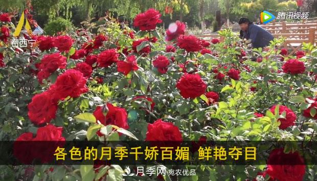 青海西寧第七屆月季展，北山美麗園20多萬(wàn)株月季盛開(kāi)！(圖2)