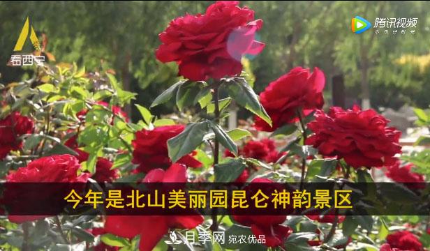 青海西寧第七屆月季展，北山美麗園20多萬(wàn)株月季盛開(kāi)！(圖1)