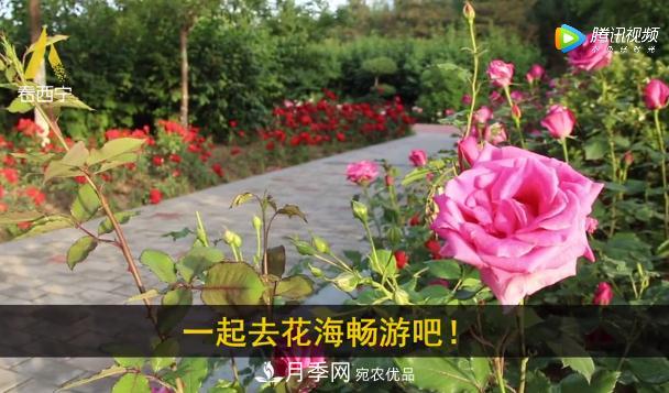 青海西寧第七屆月季展，北山美麗園20多萬(wàn)株月季盛開(kāi)！(圖3)