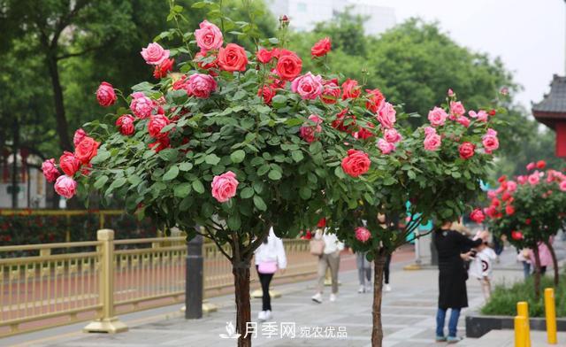 怎么養護好月季樹(shù)？做好這幾點(diǎn)，開(kāi)花朵朵不倒伏(圖1)