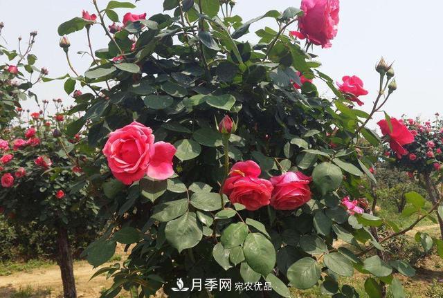 怎么養護好月季樹(shù)？做好這幾點(diǎn)，開(kāi)花朵朵不倒伏(圖2)