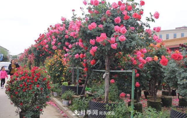 怎么養護好月季樹(shù)？做好這幾點(diǎn)，開(kāi)花朵朵不倒伏(圖3)