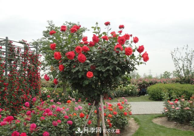 怎么養護好月季樹(shù)？做好這幾點(diǎn)，開(kāi)花朵朵不倒伏(圖4)