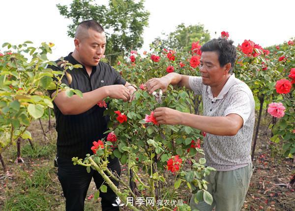 江蘇宿遷沭陽(yáng)，樹(shù)狀月季俏銷(xiāo)(圖2)
