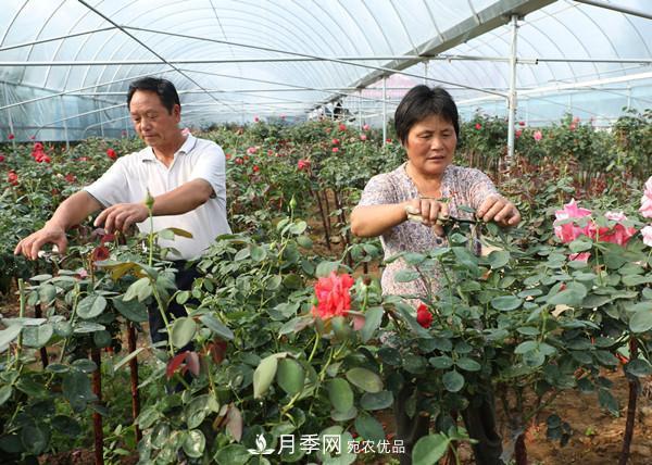 江蘇宿遷沭陽(yáng)，樹(shù)狀月季俏銷(xiāo)(圖3)