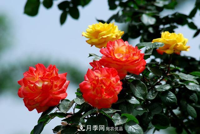 月季全年12個(gè)月的養護指南，月季花會(huì )開(kāi)得又大又多！(圖1)