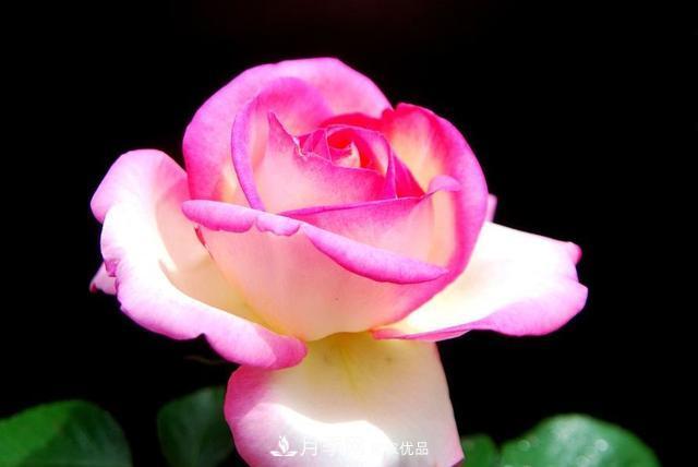 月季全年12個(gè)月的養護指南，月季花會(huì )開(kāi)得又大又多！(圖2)