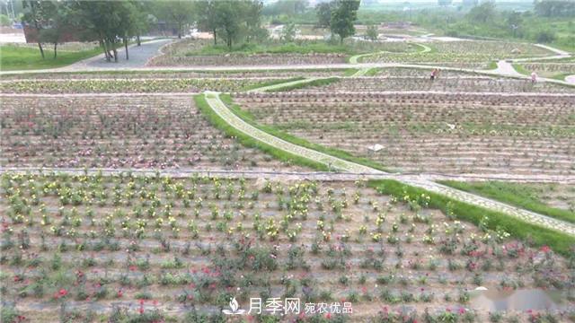 河南安陽(yáng)林州：到這里來(lái)看月季花海(圖1)