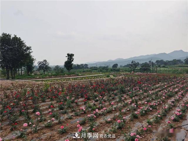 河南安陽(yáng)林州：到這里來(lái)看月季花海(圖2)