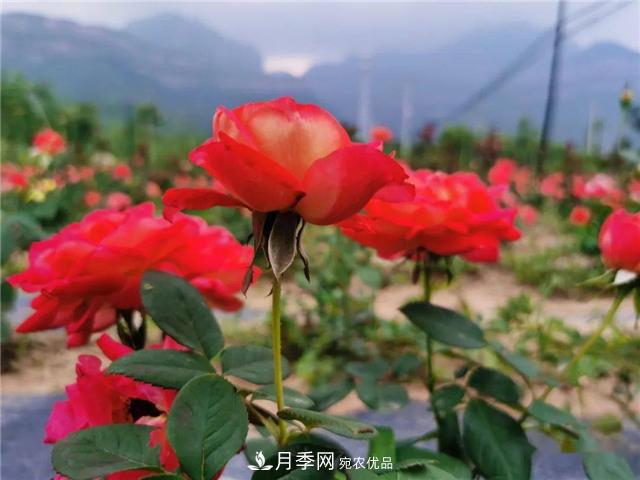 河南安陽(yáng)林州：到這里來(lái)看月季花海(圖3)
