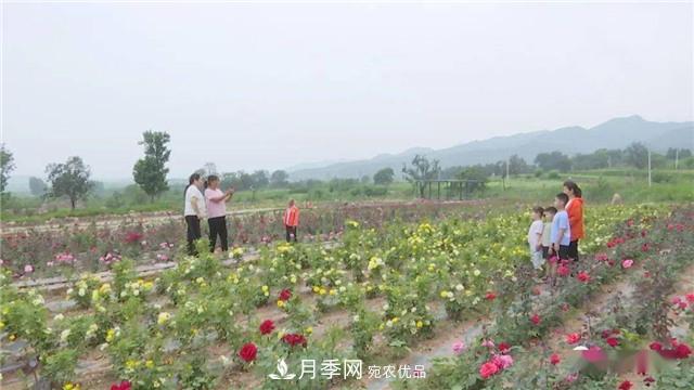 河南安陽(yáng)林州：到這里來(lái)看月季花海(圖4)