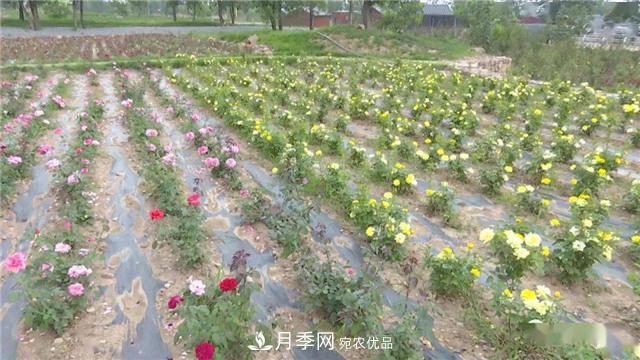 河南安陽(yáng)林州：到這里來(lái)看月季花海(圖7)