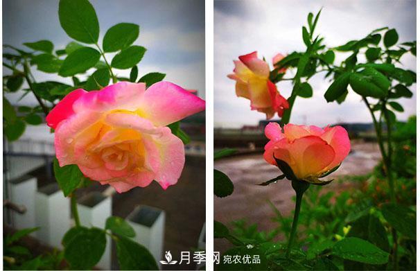 炎熱的7月，月季花夏天能暴曬嗎(圖1)