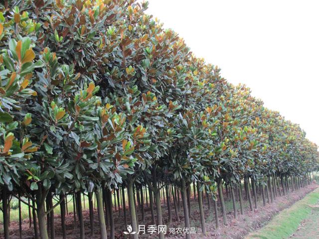 200畝以下的小苗圃，這樣經(jīng)營(yíng)才能出彩(圖1)