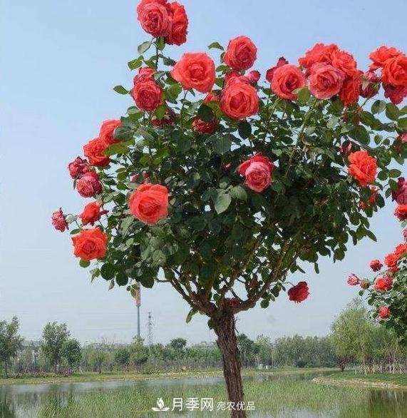 月季樹(shù)怎么長(cháng)成的？這個(gè)快速成型技巧，不學(xué)虧大了(圖2)