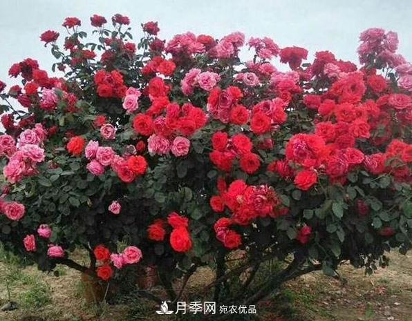月季樹(shù)怎么長(cháng)成的？這個(gè)快速成型技巧，不學(xué)虧大了(圖3)