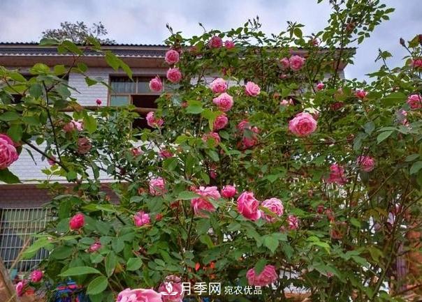 月季樹(shù)怎么長(cháng)成的？這個(gè)快速成型技巧，不學(xué)虧大了(圖4)
