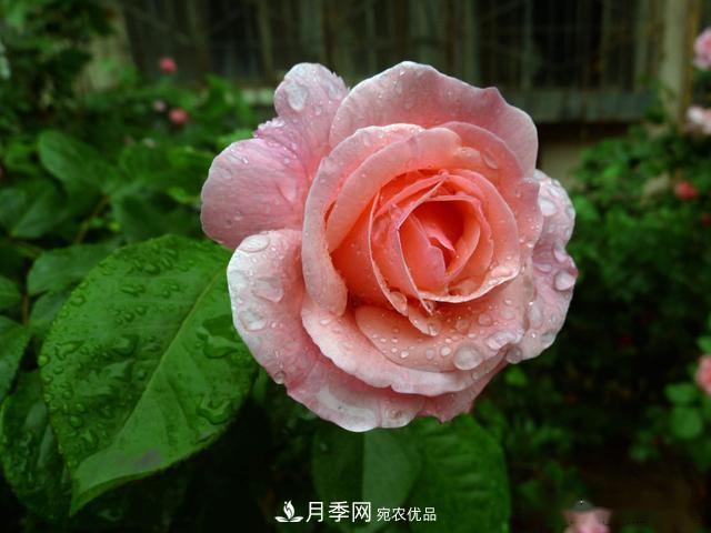 3招怎么判斷月季是否肥害了？月季少傷害！(圖1)