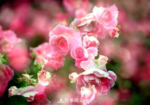 3招怎么判斷月季是否肥害了？月季少傷害！(圖3)