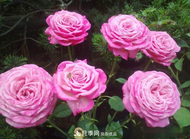 3招怎么判斷月季是否肥害了？月季少傷害！(圖2)