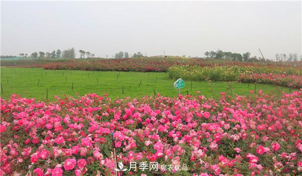 豐花月季常用品種？城市綠化適合用多花月季(圖1)