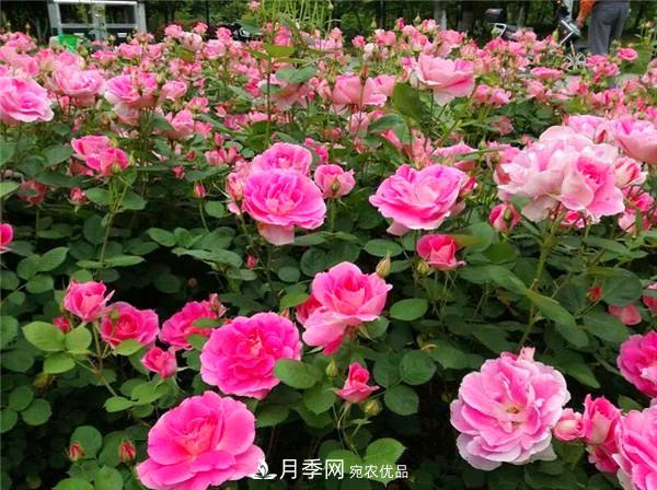 豐花月季常用品種？城市綠化適合用多花月季(圖3)