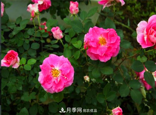 豐花月季常用品種？城市綠化適合用多花月季(圖2)